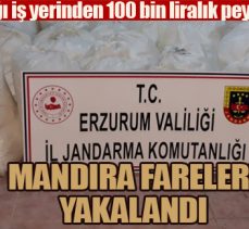 Mandıra fareleri yakalandı