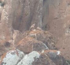 Erzurum’un Horasan İlçesi’nde nesli tükenmekte olan yaban keçileri görüntülendi!