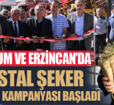 Bu yılki hasattan  530 bin ton pancardan yaklaşık 77 bin ton şeker üretimi bekleniyor!..