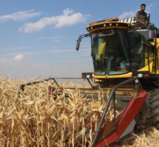 Bitkisel Üretim Uygulama ve Araştırma Merkezi Erzurum’da ilk defa danelik mısır hasadı yaptı.