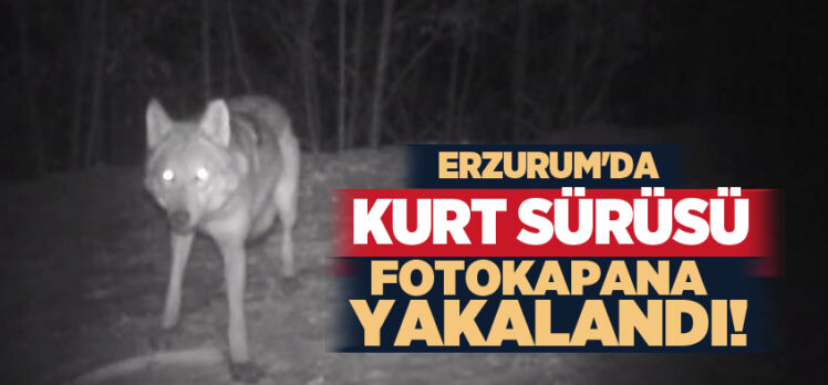 Erzurum merkeze 178 kilometre uzaklıktaki Olur ilçesinde kurt sürüsü fotokapana yakalandı.