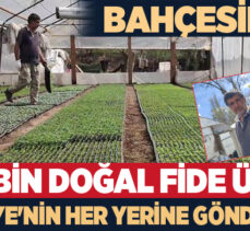 Erzurum’un Uzundere İlçesinde bir vatandaş, ailesi ile birlikte kurduğu seralarda 300 bin fide üretiyor.