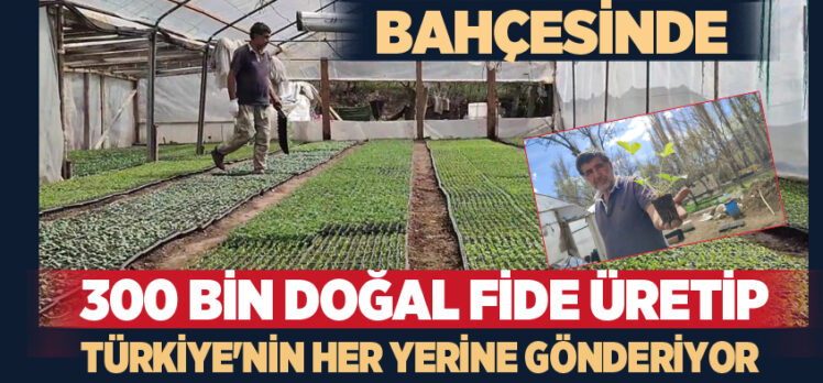 Erzurum’un Uzundere İlçesinde bir vatandaş, ailesi ile birlikte kurduğu seralarda 300 bin fide üretiyor.