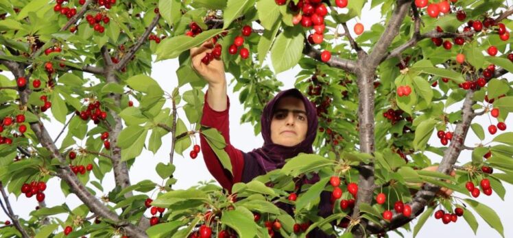 Erzurumlu girişimci Güngör, devlet desteği ile hayalini kurduğu meyve bahçesine kavuştu.