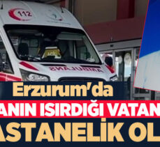 Erzurum’un Horasan İlçesi’nde tarlada vatandaşı tarlada üzerine bastığı yılan tarafından ısırıldı.