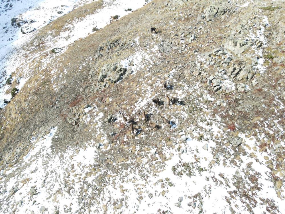 Milli Parklar Genel Müdürlüğü 13. Bölge Müdürlüğü Çengel boynuzlu dağ keçileri takipte!