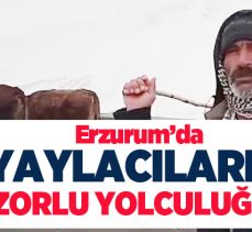 Erzurum’da yaylacıların hayvanlarını ilçede bulunan ahırlara zorlu yolculuğu devam ediyor.