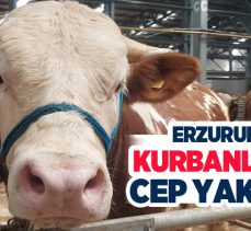 Kurban Bayramı yaklaşırken Erzurum’da kurban fiyatlarında bir önceki yıla göre yüzde 70-80 artış var.