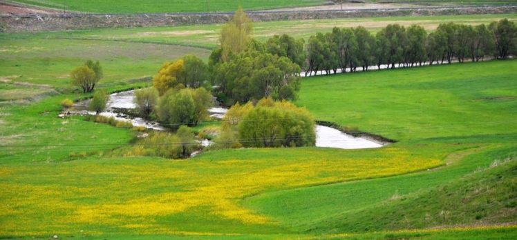 DAP Bölgesi orman varlığı,Türkiye toplam orman varlığının yüzde 12,9’unu (2,3 milyon hektar) oluşturuyor.