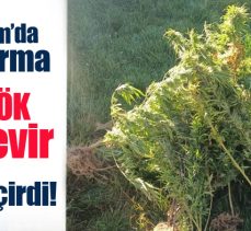 Erzurum’un Aşkale İlçesinde KOM Şube Müdürlüğü ve jandarma 40 kök kenevir bitkisi ele geçirdi.