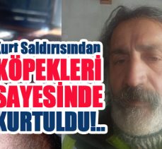 İspir’de kurt saldırısına uğrayan bir vatandaş köpeklerinin yardıma gelmesiyle ölümden döndü.