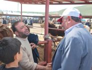 Kurban Bayramı öncesi Erzurum’un Aşkale ilçesinde kurban pazarı hareketlenmeye başladı.