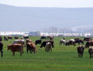 Kurban satışlarında dolandırıcılar, dijital platformlarda yeni bir yöntemle vatandaşları hedef alıyor.