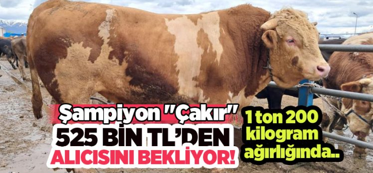 Aziziye Canlı Hayvan Pazarı’nda 1 ton 200 kilogram ağırlığındaki “Çakır” isimli tosun ilgi odağı oldu..