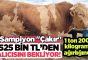 Aziziye Canlı Hayvan Pazarı’nda 1 ton 200 kilogram ağırlığındaki “Çakır” isimli tosun ilgi odağı oldu..